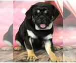Small #2 Breeder Profile image