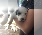 Small #2 Breeder Profile image