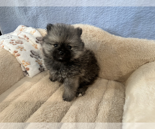 Medium Photo #12  Breeder Profile in SPRINGFIELD, MO, USA