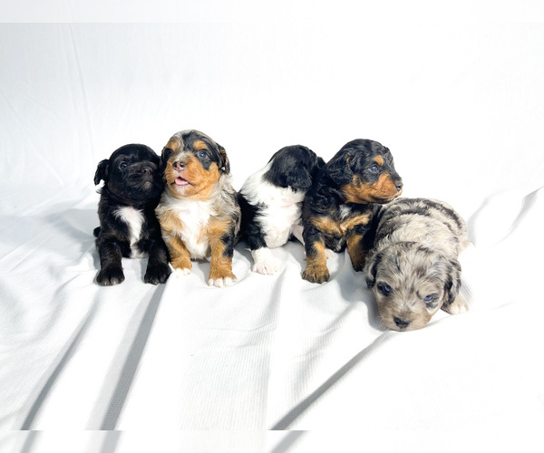 Medium Photo #6  Breeder Profile in JENNINGS, LA, USA