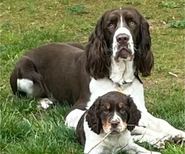 Medium Photo #1  Breeder Profile in SPARTA, NC, USA