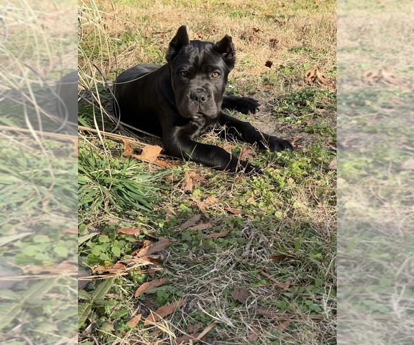 Medium Photo #4  Breeder Profile in LIBERTY, NC, USA