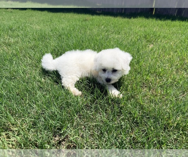 Medium Photo #7  Breeder Profile in PELZER, SC, USA