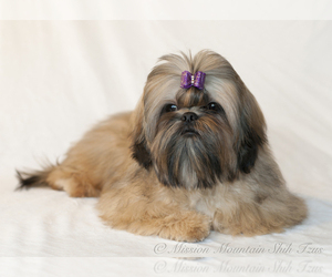 Shih Tzu Dog Breeder near SWAN VALLEY, MT, USA