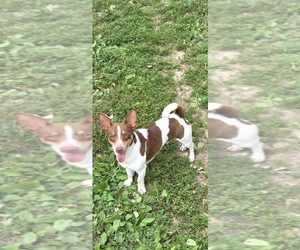 Teddy Roosevelt Terrier Dog Breeder near PINCKNEYVILLE, IL, USA