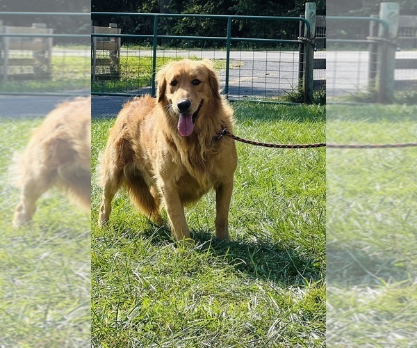 Medium Photo #15  Breeder Profile in NEOLA, WV, USA