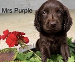 Small #2 Breeder Profile image