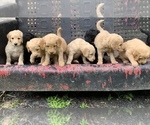 Small breeder photo
