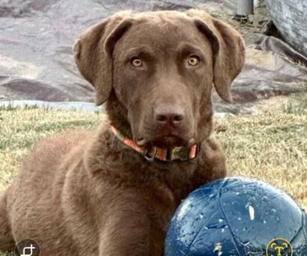 Medium Photo #17  Breeder Profile in Cordele, GA, USA