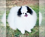 Small #12 Breeder Profile image