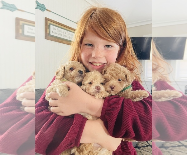 Medium Photo #1  Breeder Profile in NEW CASTLE, DE, USA