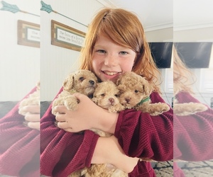 Poodle (Toy) Dog Breeder near NEW CASTLE, DE, USA