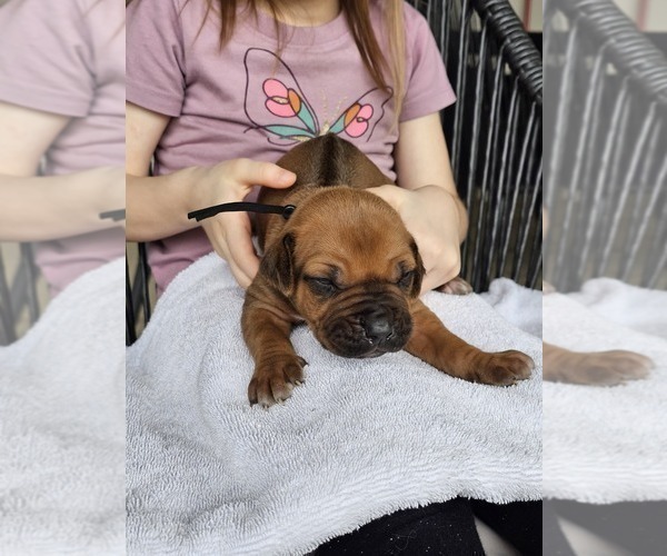 Medium Photo #11  Breeder Profile in BUMPASS, VA, USA