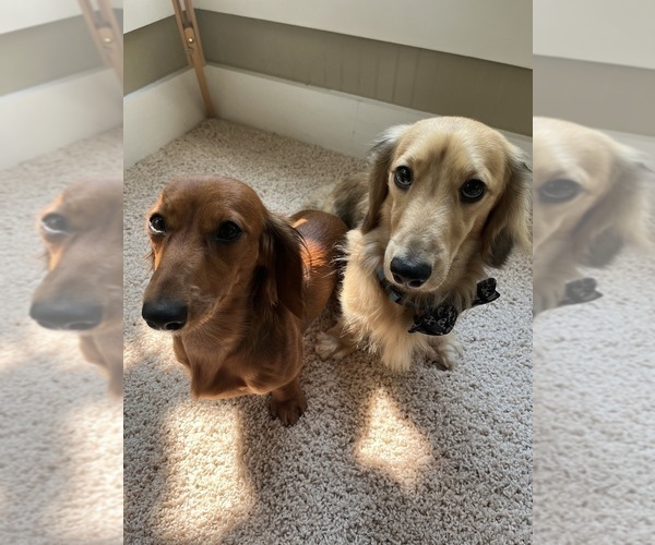 Medium Photo #24  Breeder Profile in LANEXA, VA, USA
