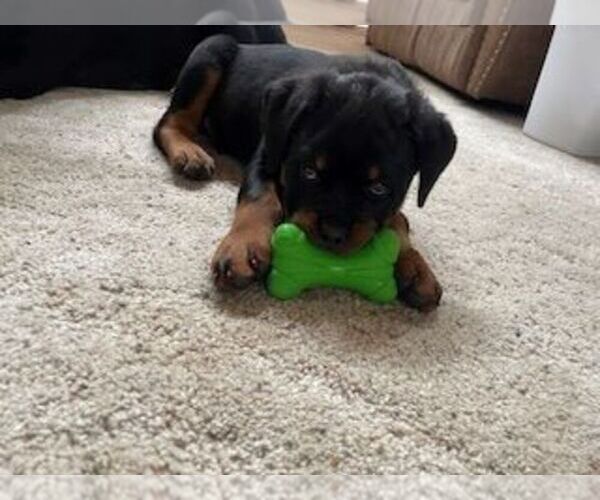 Medium Photo #3  Breeder Profile in IDANHA, OR, USA