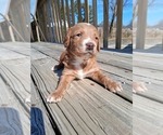 Small #81 Breeder Profile image