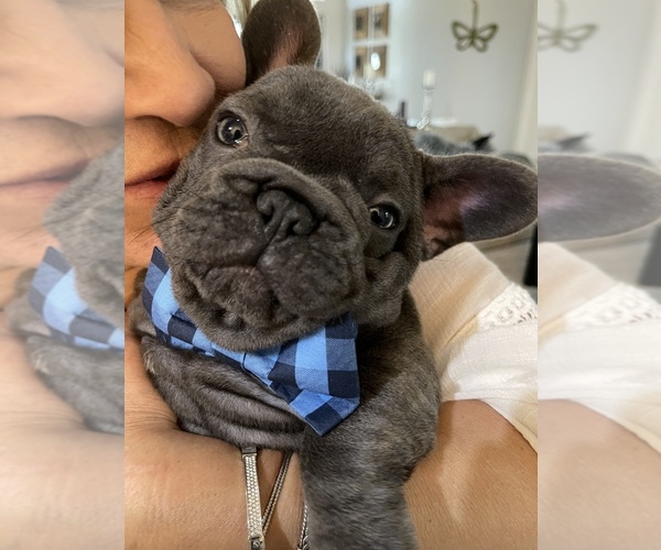 Medium Photo #1  Breeder Profile in PORT ORANGE, FL, USA
