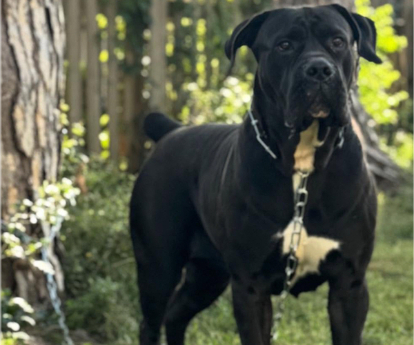 Medium Photo #5  Breeder Profile in BELLEVUE, NE, USA