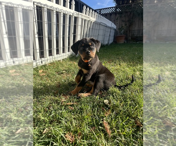 Medium Photo #1  Breeder Profile in SAN JOSE, CA, USA