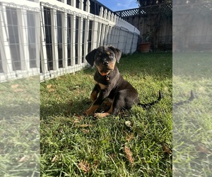 Rottweiler Dog Breeder near SAN JOSE, CA, USA