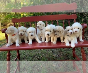 Golden Labrador Dog Breeder near LIVE OAK, FL, USA