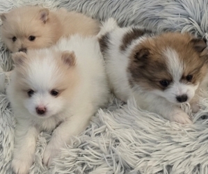 Medium Breeder Profile Photo