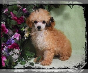 Poodle (Toy) Dog Breeder in BARNESVILLE,  USA