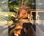 Small #54 Breeder Profile image