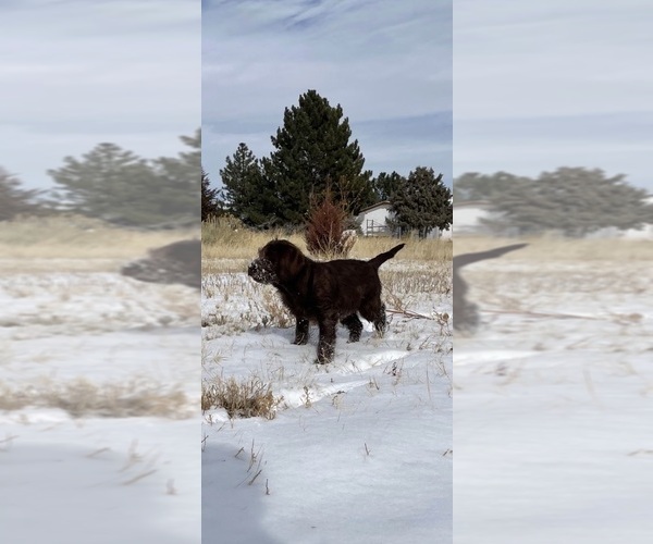 Medium Photo #1  Breeder Profile in FORT MORGAN, CO, USA