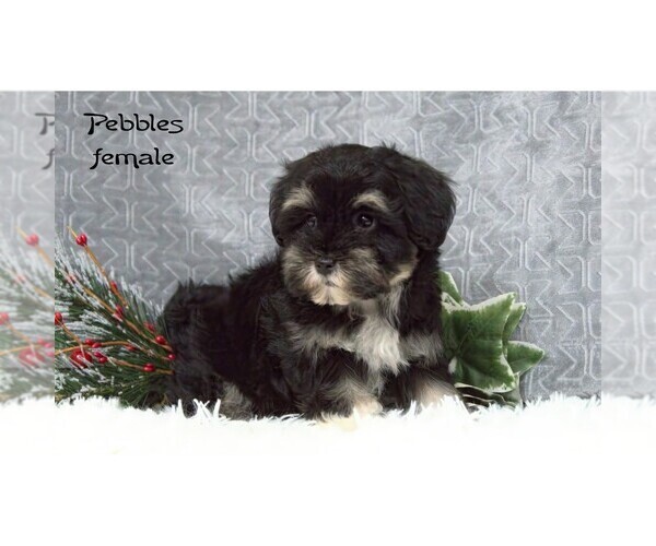 Medium Photo #5  Breeder Profile in CLARE, MI, USA