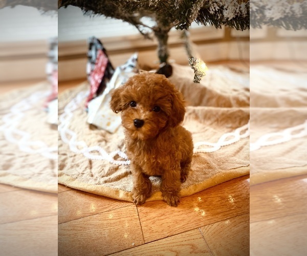 Medium Photo #8  Breeder Profile in CROSSVILLE, TN, USA