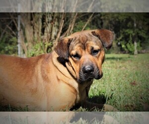 English Mastweiler Dog Breeder near CONROE, TX, USA