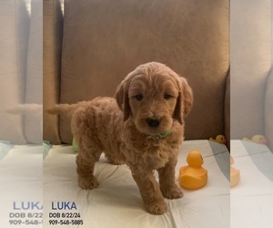 Goldendoodle Dog Breeder near VICTORVILLE, CA, USA