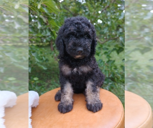 Medium Photo #1  Breeder Profile in SPRINGFIELD, IL, USA