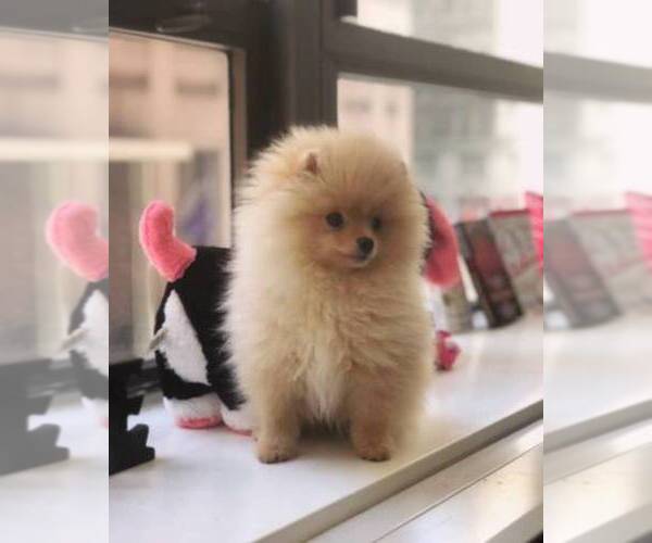 Medium Photo #1  Breeder Profile in MANHATTAN, NY, USA