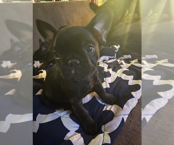 Medium Photo #1  Breeder Profile in LOMA LINDA, CA, USA