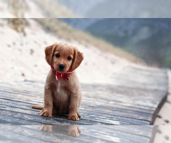 Medium Photo #1  Breeder Profile in NAPPANEE, IN, USA