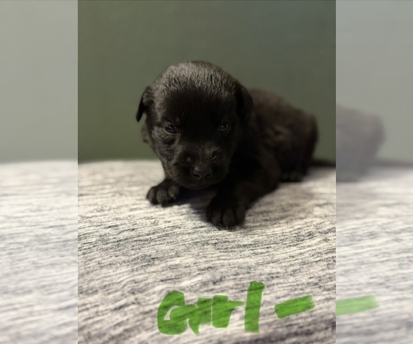 Medium Photo #5  Breeder Profile in PLANT CITY, FL, USA