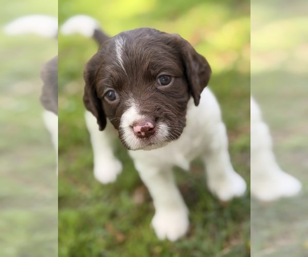 Medium Photo #2  Breeder Profile in VIRGINIA, MN, USA