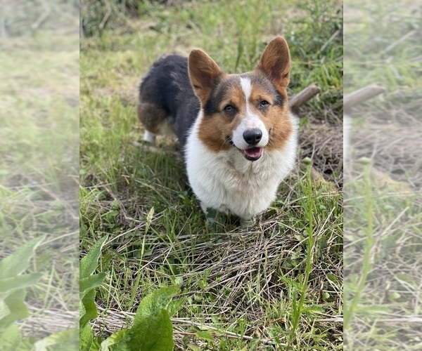 Medium Photo #4  Breeder Profile in WOODLAND, WA, USA