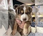 Small #27 Breeder Profile image