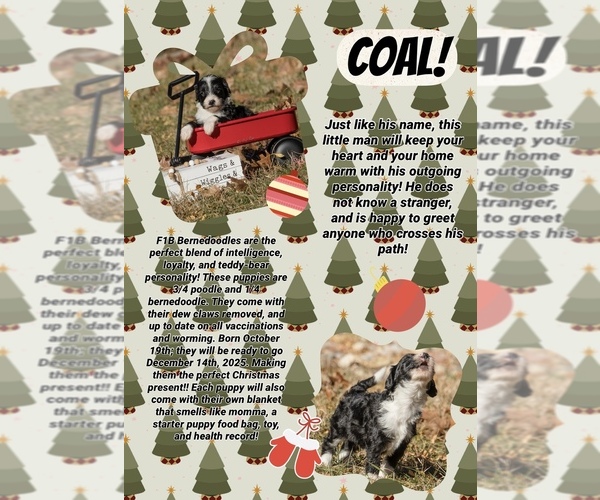 Medium Photo #4  Breeder Profile in PRAIRIE VIEW, KS, USA