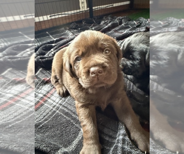 Medium Photo #2  Breeder Profile in MILFORD, IL, USA