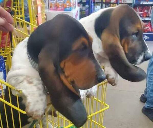 Medium Photo #1  Breeder Profile in ENGLEWOOD, FL, USA
