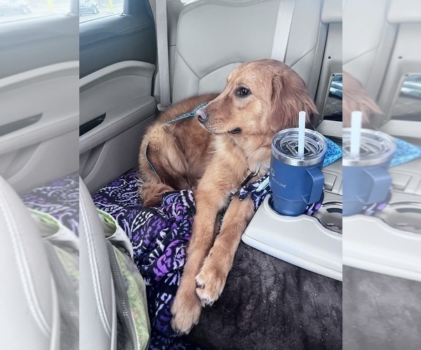 Medium Photo #62  Breeder Profile in HARRISON, OH, USA