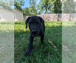 Small Photo #16  Breeder Profile in WALNUT GROVE, MO, USA