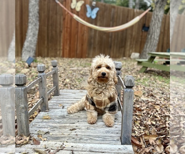 Medium Photo #25  Breeder Profile in HALTOM CITY, TX, USA