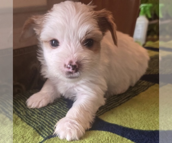 Medium Photo #9  Breeder Profile in MILWAUKIE, OR, USA
