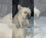 Small #2 Breeder Profile image