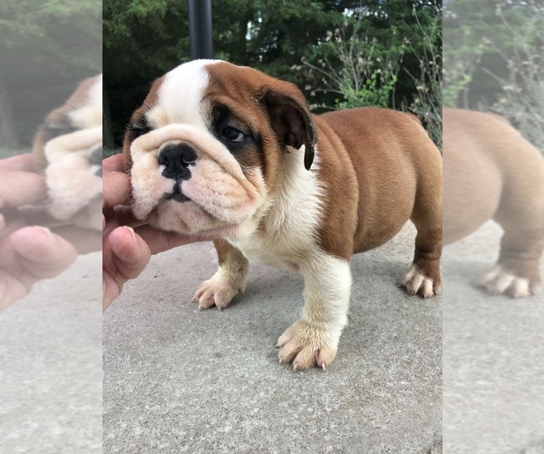 Medium Photo #4  Breeder Profile in MINOOKA, IL, USA